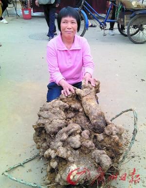 肇庆挖出百斤巨型糯米薯